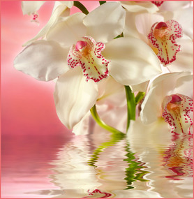 Фотообои 6 листов Розовая орхидея оптом